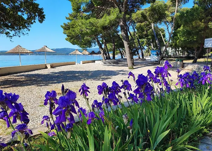 Dodik * 오레비츠